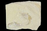 Two Cretaceous Fossil Shrimp Plate - Lebanon #107663-1